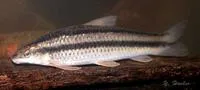 Pongo characin (Parodon pongoensis)