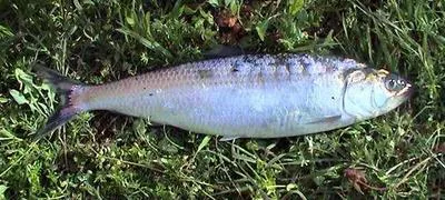Pontic shad (Alosa immaculata)