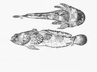 Pony toadfish (Chatrabus melanurus)