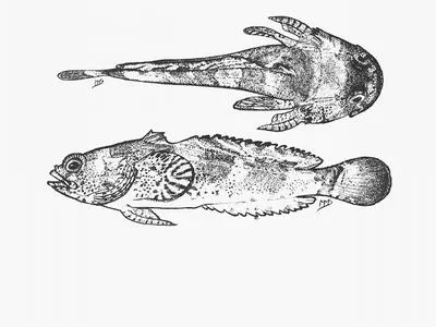 Pony toadfish (Chatrabus melanurus)