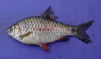 Pool barb (Puntius sophore)