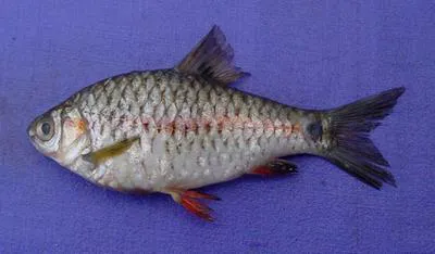 Pool barb (Puntius sophore)