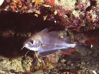 Poor cod (Trisopterus minutus)