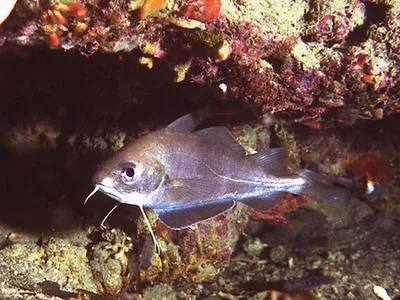 Poor cod (Trisopterus minutus)