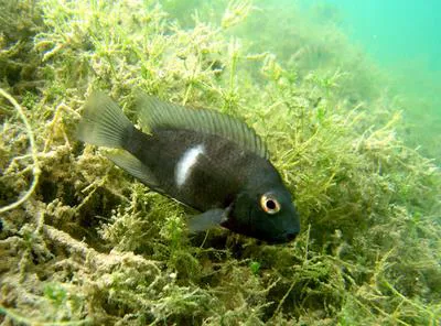 Poor man's tropheus (Hypsophrys nematopus)