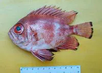 Popeye catalufa (Pristigenys serrula)