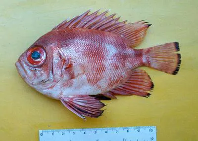 Popeye catalufa (Pristigenys serrula)
