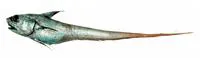 Popeye grenadier (Coryphaenoides cinereus)