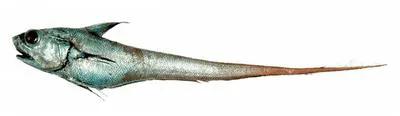 Popeye grenadier (Coryphaenoides cinereus)