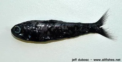 Popeye lampfish (Bolinichthys longipes)