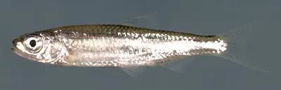 Popeye shiner (Notropis ariommus)