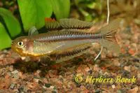Popondetta blue-eye (Pseudomugil connieae)