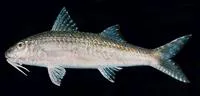 Por's goatfish (Upeneus pori)