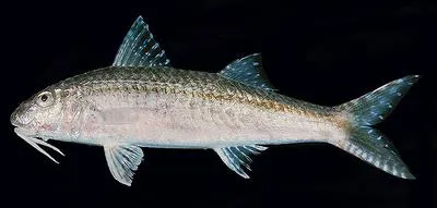 Por's goatfish (Upeneus pori)