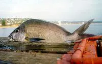 Porae (Nemadactylus douglasii)