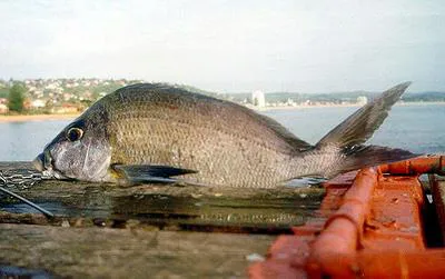 Porae (Nemadactylus douglasii)