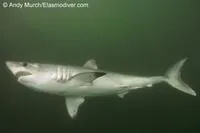 Porbeagle (Lamna nasus)
