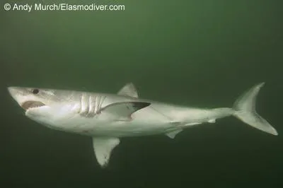 Porbeagle (Lamna nasus)