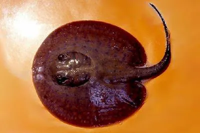 Porcupine river stingray (Potamotrygon hystrix)