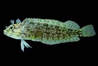 Porehead blenny (Labrisomus multiporosus)