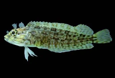 Porehead blenny (Labrisomus multiporosus)