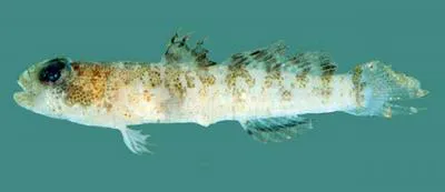 Poreless goby (Hetereleotris apora)