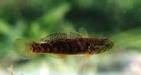 Poreless gudgeon (Oxyeleotris nullipora)