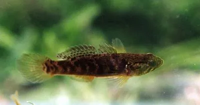 Poreless gudgeon (Oxyeleotris nullipora)