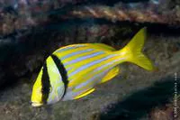 Porkfish (Anisotremus virginicus)