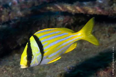Porkfish (Anisotremus virginicus)