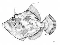 Porky (Stephanolepis auratus)
