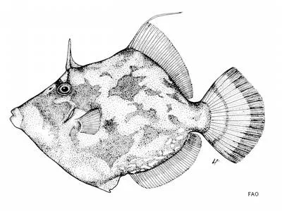 Porky (Stephanolepis auratus)