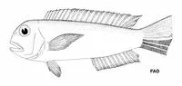 Port Hedland tilefish (Branchiostegus hedlandensis)