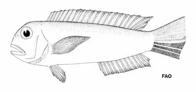 Port Hedland tilefish (Branchiostegus hedlandensis)