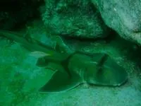 Port Jackson shark (Heterodontus portusjacksoni)