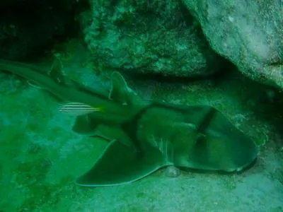 Port Jackson shark (Heterodontus portusjacksoni)