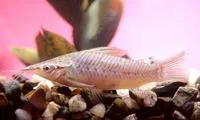 Porthole catfish (Dianema longibarbis)
