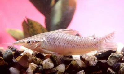 Porthole catfish (Dianema longibarbis)