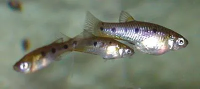 Porthole livebearer (Poeciliopsis gracilis)