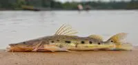 Porthole shovelnose catfish (Hemisorubim platyrhynchos)