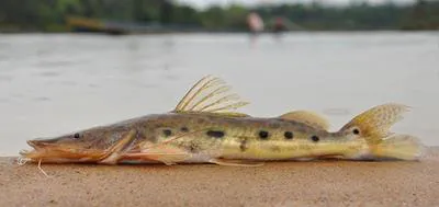 Porthole shovelnose catfish (Hemisorubim platyrhynchos)