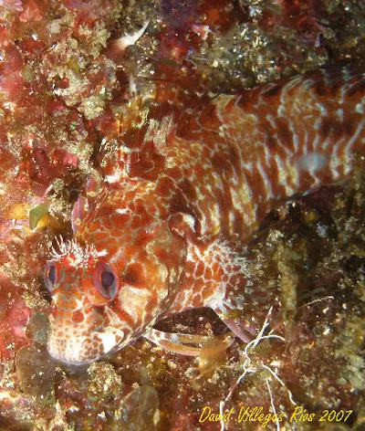 Portuguese blenny (Parablennius ruber)