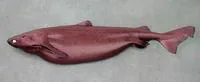 Portuguese dogfish (Centroscymnus coelolepis)