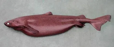 Portuguese dogfish (Centroscymnus coelolepis)