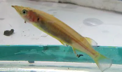 Poso halfbeak (Nomorhamphus celebensis)