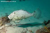 Pot-bellied leatherjacket (Pseudomonacanthus peroni)
