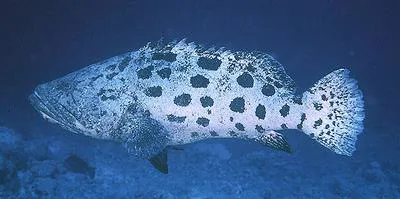 Potato grouper (Epinephelus tukula)