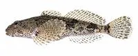 Potomac sculpin (Cottus girardi)