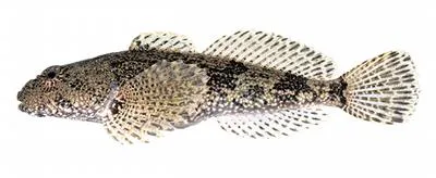 Potomac sculpin (Cottus girardi)