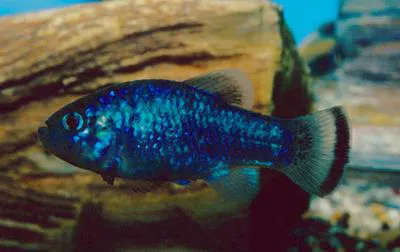 Potosi pupfish (Cyprinodon alvarezi)
